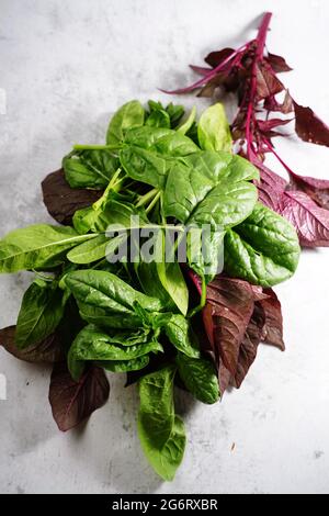 Cheera rosso e spinaci verdi coltivati in casa dal giardino - giardinaggio estivo negli Stati Uniti, fuoco selettivo Foto Stock