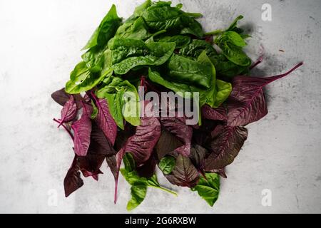 Cheera rosso e spinaci verdi coltivati in casa dal giardino - giardinaggio estivo negli Stati Uniti, fuoco selettivo Foto Stock