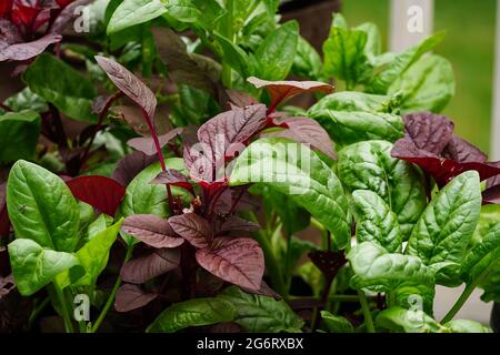 Cheera rosso e spinaci verdi coltivati in casa dal giardino - giardinaggio estivo negli Stati Uniti, fuoco selettivo Foto Stock