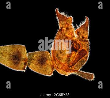 Comune scortion fly, Panorpa communis, maschile genitalia dettaglio, campo scuro fotomicrografia Foto Stock