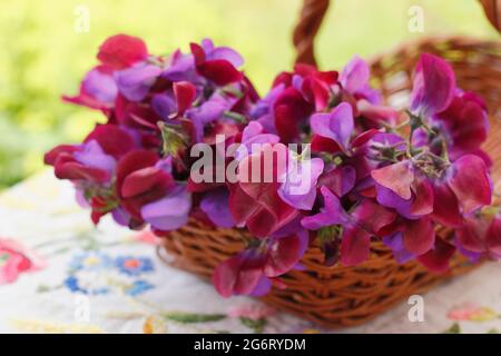 Fiori di piselli dolci appena tagliati raccolti in un cesto in un giardino inglese. Lathyrus odoratus 'matucana'. Foto Stock