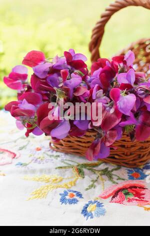 Fiori di piselli dolci appena tagliati raccolti in un cesto in un giardino inglese. Lathyrus odoratus 'matucana'. Foto Stock