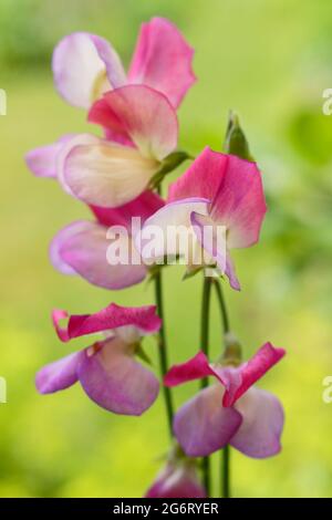 Lathyrus odoratus 'ballerina panish' piselli dolci che crescono in un giardino inglese. REGNO UNITO Foto Stock