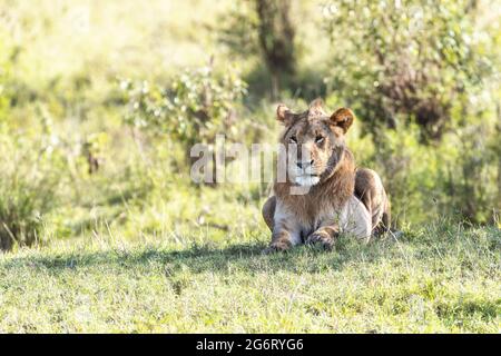 Il leone giovanile vigile, panthera leo, al sole del pomeriggio del Masai Mara, Kenya. Foto Stock