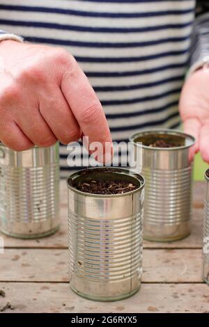 Lattine per alimenti riciclati utilizzate per la partenza di sementi di lattuga - Lactuca sativa 'Lollo Rossa'. REGNO UNITO Foto Stock