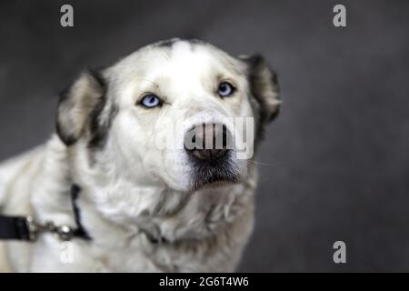 Cane Husky siberiano con occhi blu, animali e animali, cani Foto Stock