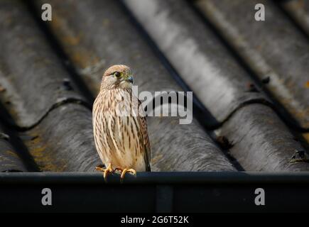Turmfalke (Falco tinnunculus), Heinsberg, Nordrhein-Westfalen, Germania |gheppio comune (Falco tinnunculus), Heinsberg, Renania Settentrionale-Vestfalia, G. Foto Stock