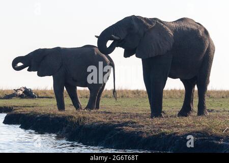 Elefanti che bevono al fiume Chobe Foto Stock