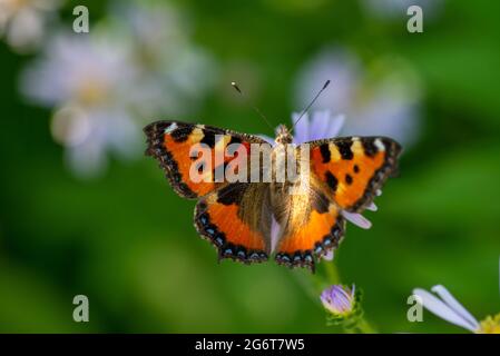 una farfalla volò in un fiore in estate Foto Stock