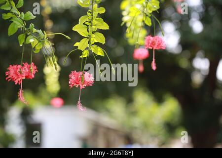 Il ragno ibisco fiorisce con lo sfondo Foto Stock