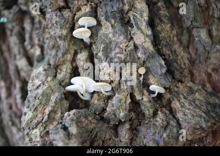 funghi in crescita nel bosco di hong kong Foto Stock
