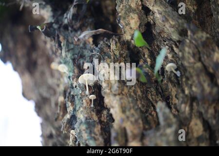 funghi in crescita nel bosco di hong kong Foto Stock