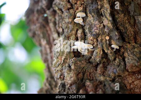 funghi in crescita nel bosco di hong kong Foto Stock