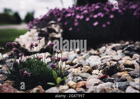 Fuoco selettivo su un singolo tegole che si nasconde in un cerotto di fiori decorativi Foto Stock