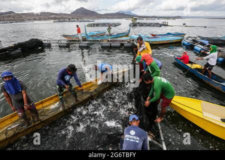 Batangas. 8 luglio 2021. I pescatori raccolgono i pesci della tilapia vicino all'isola del vulcano Taal nella provincia di Batangas, nelle Filippine, l'8 luglio 2021. Credit: Rouelle Umali/Xinhua/Alamy Live News Foto Stock