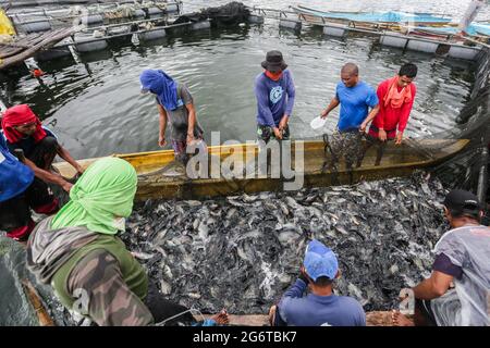 Batangas. 8 luglio 2021. I pescatori raccolgono i pesci della tilapia vicino all'isola del vulcano Taal nella provincia di Batangas, nelle Filippine, l'8 luglio 2021. Credit: Rouelle Umali/Xinhua/Alamy Live News Foto Stock