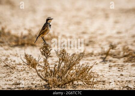 Wheatear capped in piedi su arbusto in Kgalagadi Transfertier Park, Sudafrica; specie Oenanthe pileata famiglia di Musicapidae Foto Stock