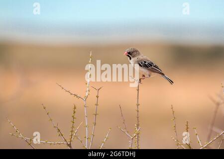 Scaly Weaver in piedi su erba isolata in fondo naturale nel parco di Kgalagadi transfontier, Sudafrica; specie Sporopies squamifrons famiglia di P. Foto Stock