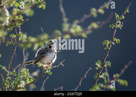 Scaly Weaver in piedi sul ramo in controluce nel parco di Kgalagadi transfontier, Sudafrica; specie Sporopies squamifrons famiglia di Ploceidae Foto Stock