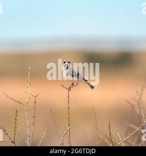 Scaly Weaver in piedi su erba isolata in fondo naturale nel parco di Kgalagadi transfontier, Sudafrica; specie Sporopies squamifrons famiglia di P. Foto Stock