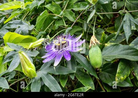 Fiore viola di passione blu (Passiflora incarnata ) con frutto della passione verde (maypop) che cresce sulla vite. Foto Stock