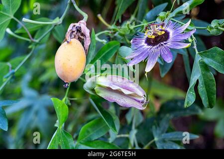Fiore di passione blu porpora (Passiflora incarnata ) con frutto di passione giallo maturo (maypop) che cresce sulla vite. Foto Stock