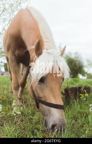 Vista ravvicinata di un bel cavallo marrone chiaro con un pascolo di manie biondo nei prati del campo agricolo. Flaxen testa di cavallo closeup. Il cavallo sta mangiando erba nel campo. Cielo bianco chiaro sullo sfondo. Foto Stock