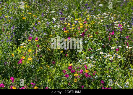 Margherite occhio di bue, trifoglio giallo a piede d’uccello, lychnis rosa e vicia blu-violetta crescono in un caos colorato su un prato fiorito vicino a Coburgo, Germania. Foto Stock