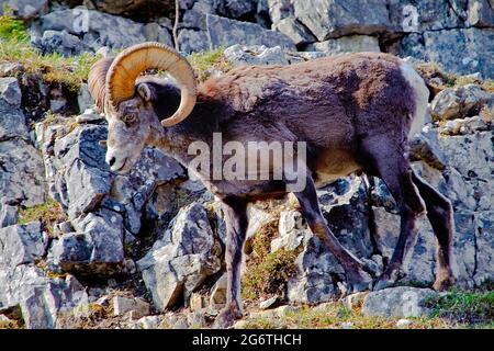 Grande corno pecore che sale sulla scogliera faccia Foto Stock
