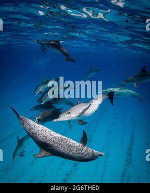 I delfini puntati dell'Atlantico giocano nell'oceano al largo delle coste di Bimini, Bahamas Foto Stock