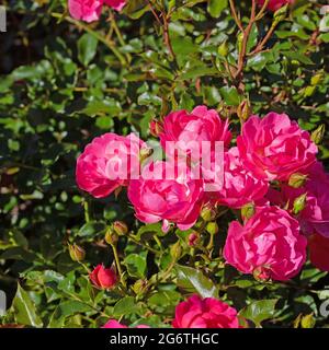 Fioritura rosso cespuglio rose in giardino Foto Stock