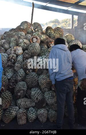 Due uomini che organizzano agave Piñas che saranno riscaldati per quattro giorni. Fa parte del modo tradizionale di fare mezcal. Foto Stock