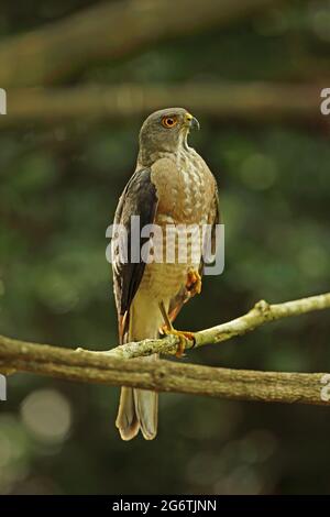 Besra (Accipiter virgatus affinis) adulto arroccato sul ramo vicino Kaeng Krachan, Thailandia Maggio Foto Stock