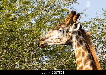 Il capo di una giraffa meridionale, Giraffa Camelopardalis, pascolando su un albero di Acacia nel Parco Nazionale Kruger, Sudafrica Foto Stock