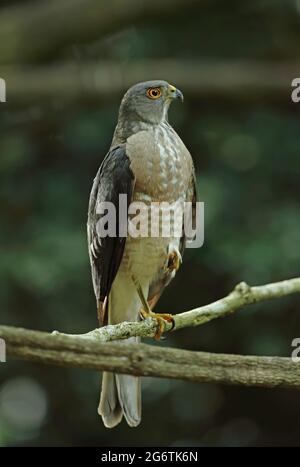 Besra (Accipiter virgatus affinis) adulto arroccato sul ramo vicino Kaeng Krachan, Thailandia Maggio Foto Stock