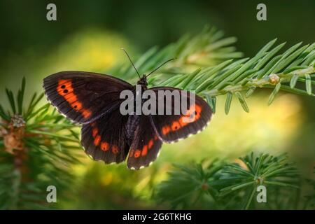 Marrone Arran, Erebia ligea Foto Stock