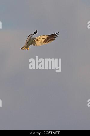 Kite alato nero (Elanus caeruleus vociferus) adulto che sorvolava Thaton, Thailandia Novembre Foto Stock