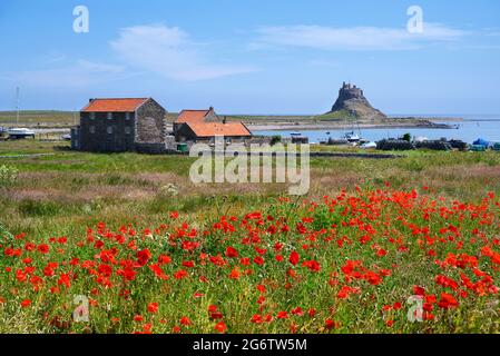 Lindisfarne Castle, Isola Santa, Northumberland, England, Regno Unito Foto Stock