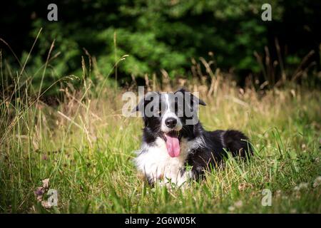 Border Collie mentito Foto Stock