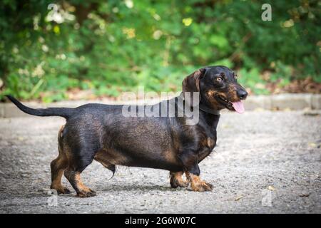 Dachshund (Rauhhaardackel) con capelli a filo Foto Stock