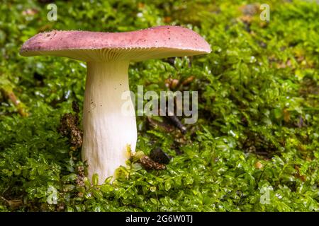 Funghi russula Foto Stock