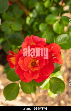 Eccezionale Rosa Bright and Breezy = 'Dijive', Floribunda Rose 'Bright and Breezy', ritratto naturale delle piante Foto Stock