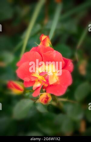 Eccezionale Rosa Bright and Breezy = 'Dijive', Floribunda Rose 'Bright and Breezy', ritratto naturale delle piante Foto Stock