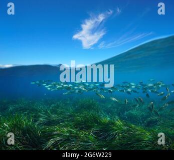 Mare con pesce mare sott'acqua e cielo blu con nuvola, vista su e sotto la superficie dell'acqua, mare Mediterraneo Foto Stock