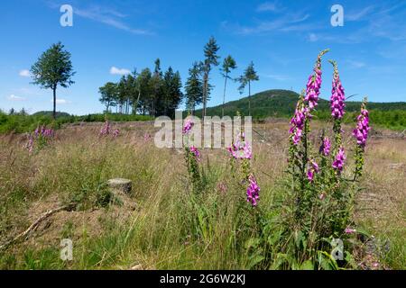 Digitalis purpurea cresce su prato, Luzicke Hory, Monti Lusaziani, Repubblica Ceca, fiori selvatici in un paesaggio estivo di foresta Foto Stock