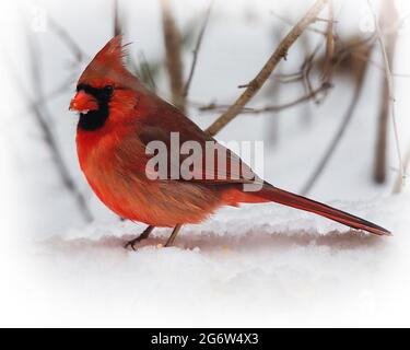 Un cardinale maschile mangia i semi dal terreno innevato invernale in gennaio. Foto Stock