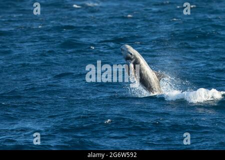 Il delfino di Risso (Grampus griseus) che salpava dall'acqua Foto Stock