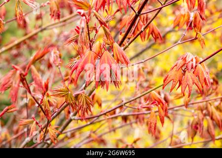 Acer Circinatum x palmatum "ali rosse". Uno splendido acer con foglie rosso-arancio che si srotolano al sole primaverile nel Regno Unito. Foto Stock