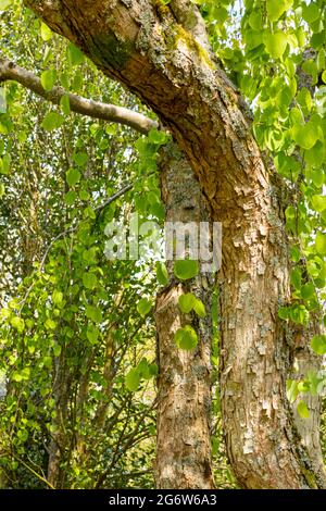 Cercidiphylllum japonicum Morioka, catturando la corteccia e giù i rami e le foglie spazzando nel sole di primavera. REGNO UNITO. Foto Stock