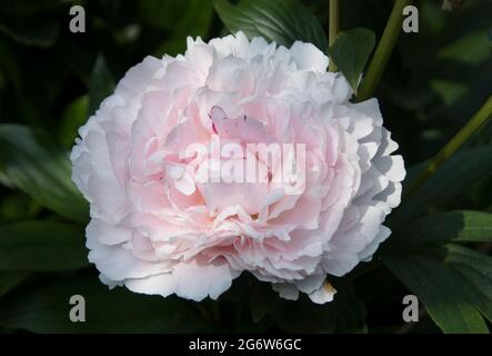 Paeonia lactiflora ‘Sarah Bernhardt’ Foto Stock